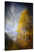 Fall Fantasy 2-Ursula Abresch-Stretched Canvas