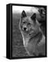 Fall, Finnish Spitz, 1934-Thomas Fall-Framed Stretched Canvas