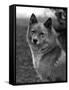 Fall, Finnish Spitz, 1934-Thomas Fall-Framed Stretched Canvas