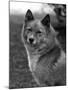 Fall, Finnish Spitz, 1934-Thomas Fall-Mounted Photographic Print