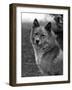 Fall, Finnish Spitz, 1934-Thomas Fall-Framed Photographic Print