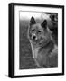 Fall, Finnish Spitz, 1934-Thomas Fall-Framed Photographic Print