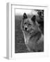 Fall, Finnish Spitz, 1934-Thomas Fall-Framed Photographic Print