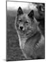 Fall, Finnish Spitz, 1934-Thomas Fall-Mounted Photographic Print