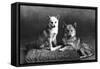 Fall, Finnish Spitz, 1935-Thomas Fall-Framed Stretched Canvas