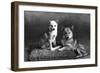 Fall, Finnish Spitz, 1935-Thomas Fall-Framed Photographic Print