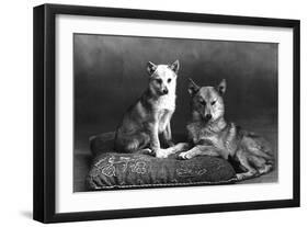 Fall, Finnish Spitz, 1935-Thomas Fall-Framed Photographic Print