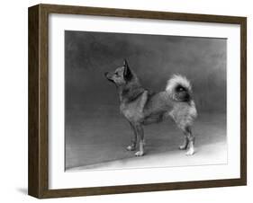 Fall, Finnish Spitz, 1935-Thomas Fall-Framed Photographic Print