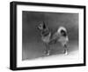 Fall, Finnish Spitz, 1935-Thomas Fall-Framed Photographic Print