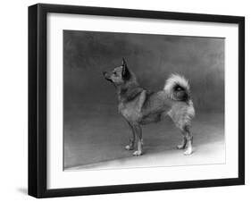 Fall, Finnish Spitz, 1935-Thomas Fall-Framed Photographic Print