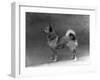 Fall, Finnish Spitz, 1935-Thomas Fall-Framed Photographic Print