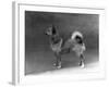 Fall, Finnish Spitz, 1935-Thomas Fall-Framed Photographic Print