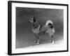 Fall, Finnish Spitz, 1935-Thomas Fall-Framed Photographic Print