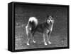 Fall, Finnish Spitz, 1936-Thomas Fall-Framed Stretched Canvas