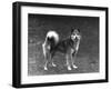 Fall, Finnish Spitz, 1936-Thomas Fall-Framed Photographic Print