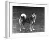 Fall, Finnish Spitz, 1936-Thomas Fall-Framed Photographic Print