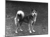 Fall, Finnish Spitz, 1936-Thomas Fall-Mounted Photographic Print