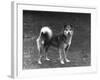 Fall, Finnish Spitz, 1936-Thomas Fall-Framed Photographic Print