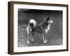 Fall, Finnish Spitz, 1936-Thomas Fall-Framed Photographic Print