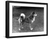 Fall, Finnish Spitz, 1936-Thomas Fall-Framed Photographic Print