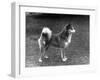 Fall, Finnish Spitz, 1936-Thomas Fall-Framed Photographic Print