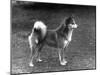 Fall, Finnish Spitz, 1936-Thomas Fall-Mounted Photographic Print