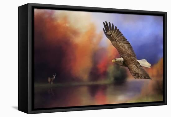 Fall Flight Bald Eagle-Jai Johnson-Framed Stretched Canvas