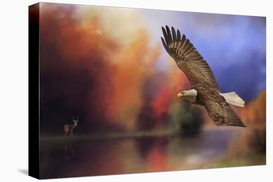 Fall Flight Bald Eagle-Jai Johnson-Stretched Canvas