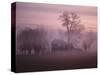 Fall Fog on Suffolk Virginia Farm-Karen Kasmauski-Stretched Canvas