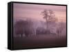 Fall Fog on Suffolk Virginia Farm-Karen Kasmauski-Framed Stretched Canvas