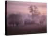 Fall Fog on Suffolk Virginia Farm-Karen Kasmauski-Stretched Canvas