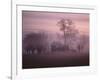 Fall Fog on Suffolk Virginia Farm-Karen Kasmauski-Framed Photographic Print