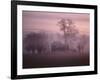 Fall Fog on Suffolk Virginia Farm-Karen Kasmauski-Framed Photographic Print