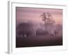 Fall Fog on Suffolk Virginia Farm-Karen Kasmauski-Framed Photographic Print