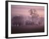 Fall Fog on Suffolk Virginia Farm-Karen Kasmauski-Framed Photographic Print