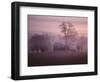 Fall Fog on Suffolk Virginia Farm-Karen Kasmauski-Framed Photographic Print