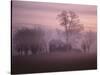 Fall Fog on Suffolk Virginia Farm-Karen Kasmauski-Stretched Canvas