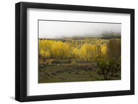 FALL & FOG-SALLY LINDEN-Framed Photographic Print