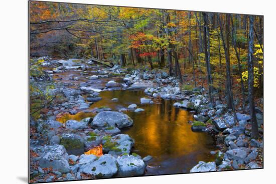 Fall Foliage Along Little River, Smoky Mountains NP, Tennessee, USA-Joanne Wells-Mounted Photographic Print