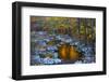 Fall Foliage Along Little River, Smoky Mountains NP, Tennessee, USA-Joanne Wells-Framed Photographic Print