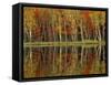 Fall Foliage and Birch Reflections, Hiawatha National Forest, Michigan, USA-Claudia Adams-Framed Stretched Canvas