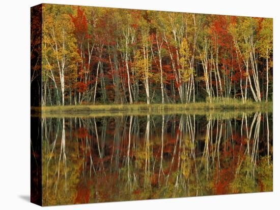 Fall Foliage and Birch Reflections, Hiawatha National Forest, Michigan, USA-Claudia Adams-Stretched Canvas