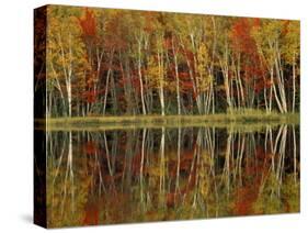Fall Foliage and Birch Reflections, Hiawatha National Forest, Michigan, USA-Claudia Adams-Stretched Canvas