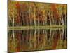 Fall Foliage and Birch Reflections, Hiawatha National Forest, Michigan, USA-Claudia Adams-Mounted Photographic Print