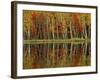 Fall Foliage and Birch Reflections, Hiawatha National Forest, Michigan, USA-Claudia Adams-Framed Photographic Print