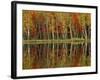 Fall Foliage and Birch Reflections, Hiawatha National Forest, Michigan, USA-Claudia Adams-Framed Photographic Print