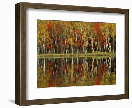 Fall Foliage and Birch Reflections, Hiawatha National Forest, Michigan, USA-Claudia Adams-Framed Photographic Print