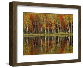 Fall Foliage and Birch Reflections, Hiawatha National Forest, Michigan, USA-Claudia Adams-Framed Photographic Print