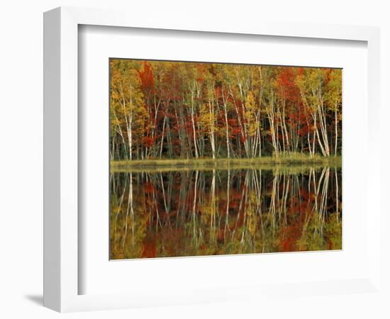 Fall Foliage and Birch Reflections, Hiawatha National Forest, Michigan, USA-Claudia Adams-Framed Photographic Print