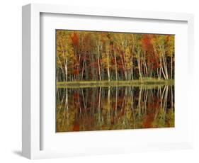 Fall Foliage and Birch Reflections, Hiawatha National Forest, Michigan, USA-Claudia Adams-Framed Photographic Print